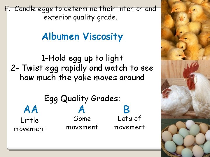 F. Candle eggs to determine their interior and exterior quality grade. Albumen Viscosity 1
