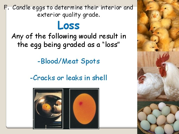 F. Candle eggs to determine their interior and exterior quality grade. Loss Any of