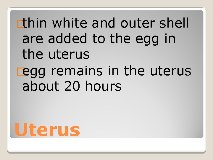 �thin white and outer shell are added to the egg in the uterus �egg