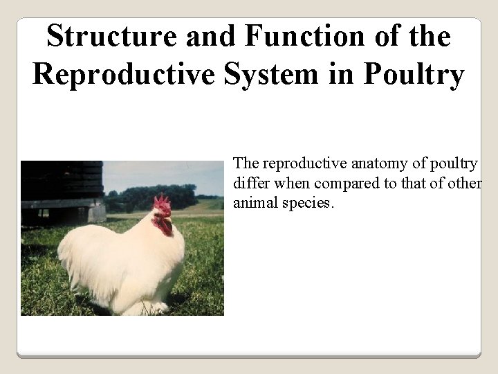Structure and Function of the Reproductive System in Poultry The reproductive anatomy of poultry