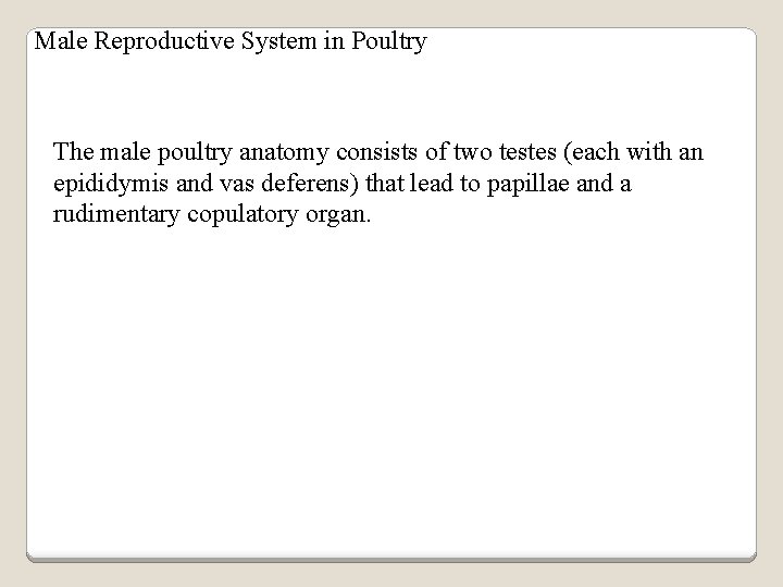 Male Reproductive System in Poultry The male poultry anatomy consists of two testes (each