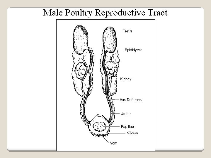 Male Poultry Reproductive Tract 
