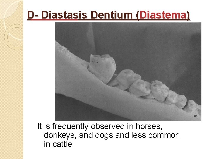 D- Diastasis Dentium (Diastema) It is frequently observed in horses, donkeys, and dogs and