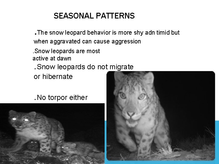 SEASONAL PATTERNS . The snow leopard behavior is more shy adn timid but when