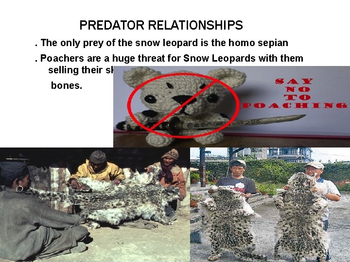 PREDATOR RELATIONSHIPS. The only prey of the snow leopard is the homo sepian. Poachers