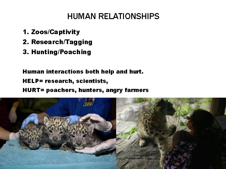 HUMAN RELATIONSHIPS 1. Zoos/Captivity 2. Research/Tagging 3. Hunting/Poaching Human interactions both help and hurt.