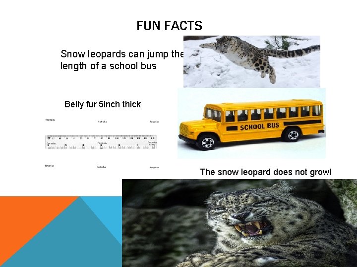 FUN FACTS Snow leopards can jump the length of a school bus Belly fur