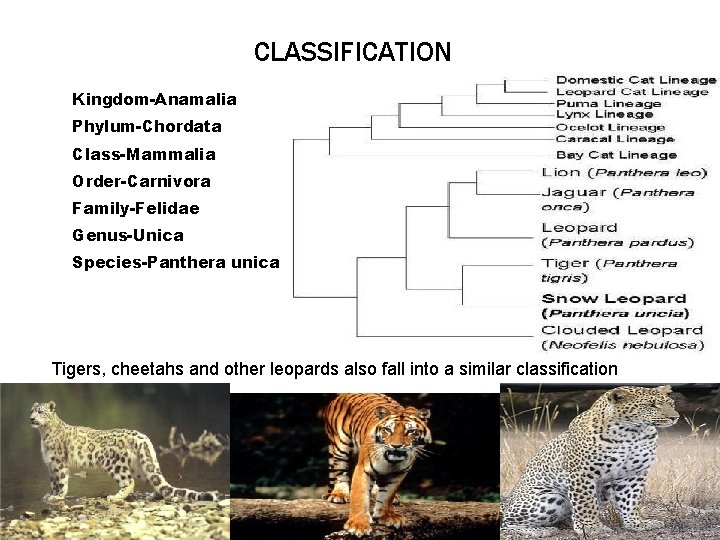 CLASSIFICATION Kingdom-Anamalia Phylum-Chordata Class-Mammalia Order-Carnivora Family-Felidae Genus-Unica Species-Panthera unica Tigers, cheetahs and other leopards