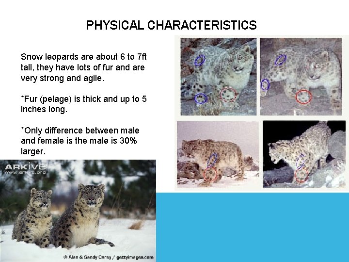 PHYSICAL CHARACTERISTICS Snow leopards are about 6 to 7 ft tall, they have lots