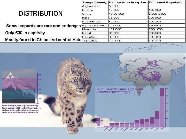 DISTRIBUTION Snow leopards are rare and endangered. Only 600 in captivity. Mostly found in