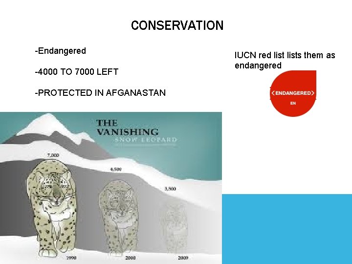 CONSERVATION -Endangered -4000 TO 7000 LEFT -PROTECTED IN AFGANASTAN IUCN red lists them as