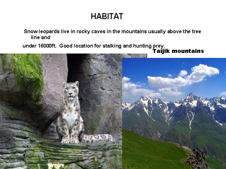 HABITAT Snow leopards live in rocky caves in the mountains usually above the tree
