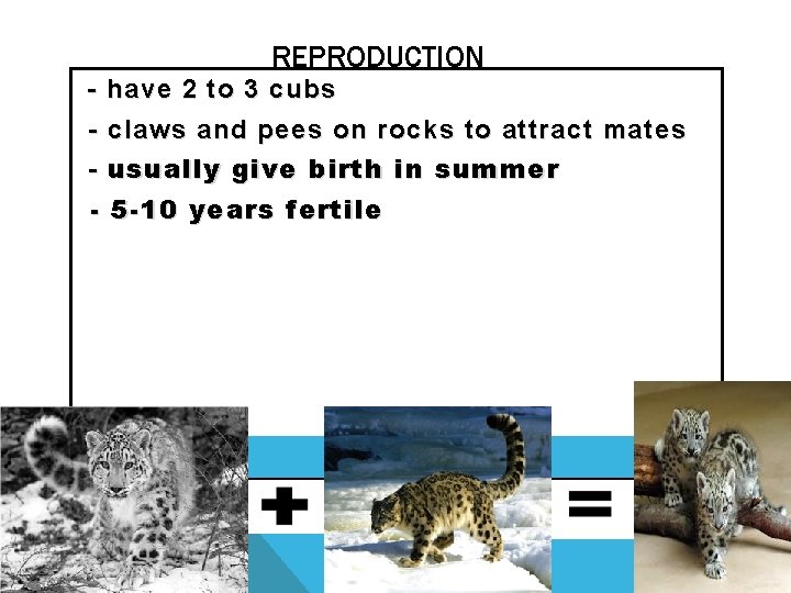 REPRODUCTION - have 2 to 3 cubs - claws and pees on rocks to