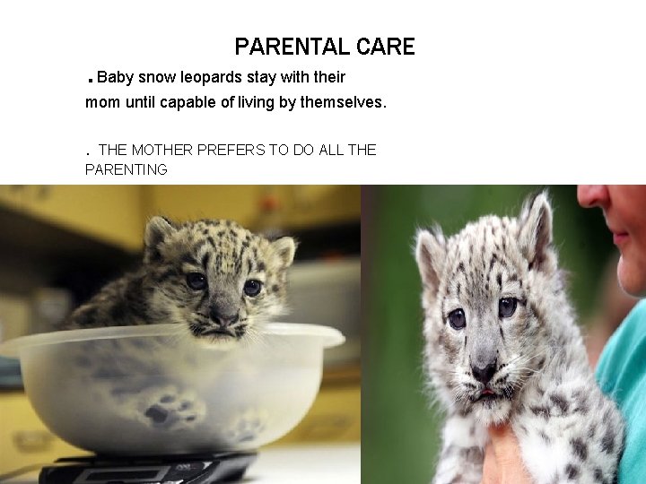 . PARENTAL CARE Baby snow leopards stay with their mom until capable of living