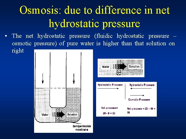 Osmosis: due to difference in net hydrostatic pressure • The net hydrostatic pressure (fluidic