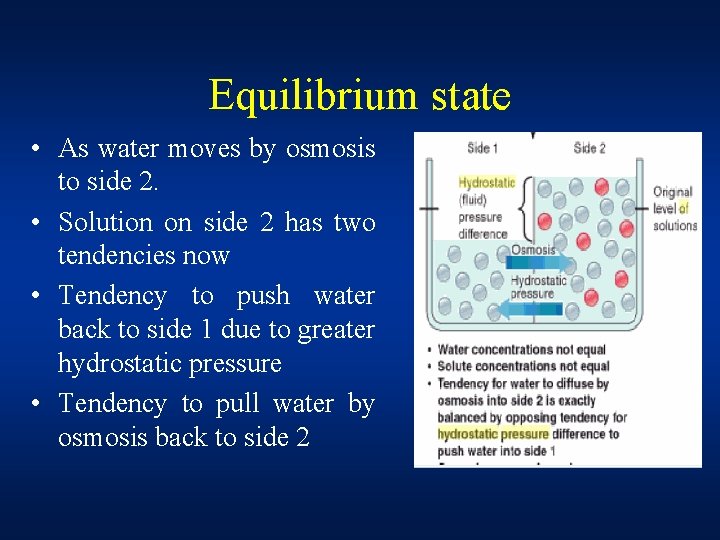 Equilibrium state • As water moves by osmosis to side 2. • Solution on