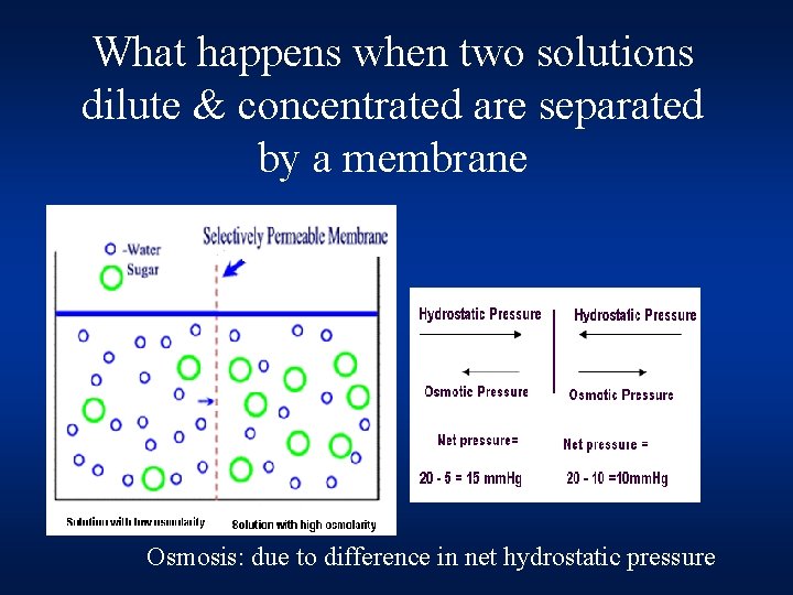 What happens when two solutions dilute & concentrated are separated by a membrane Osmosis: