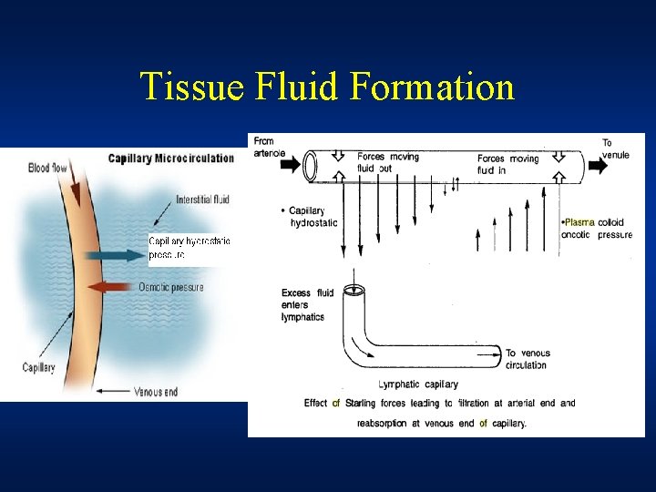 Tissue Fluid Formation 