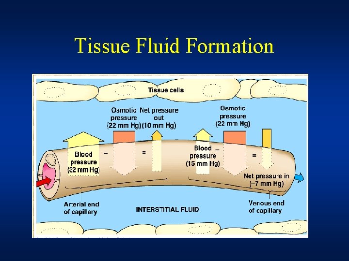 Tissue Fluid Formation 