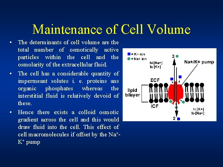 Maintenance of Cell Volume • The determinants of cell volume are the total number