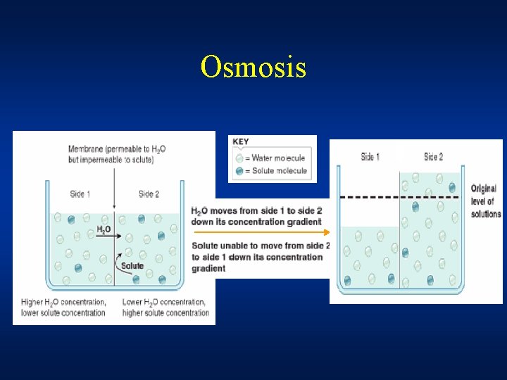 Osmosis 