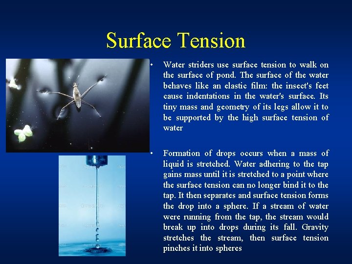 Surface Tension • Water striders use surface tension to walk on the surface of