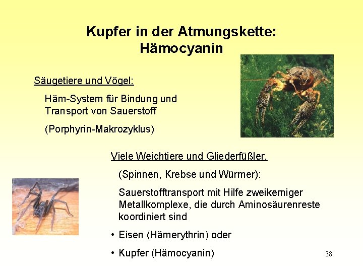 Kupfer in der Atmungskette: Hämocyanin Säugetiere und Vögel: Häm-System für Bindung und Transport von
