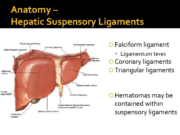 Anatomy – Hepatic Suspensory Ligaments Falciform ligament Ligamentum teres Coronary ligaments Triangular ligaments Hematomas