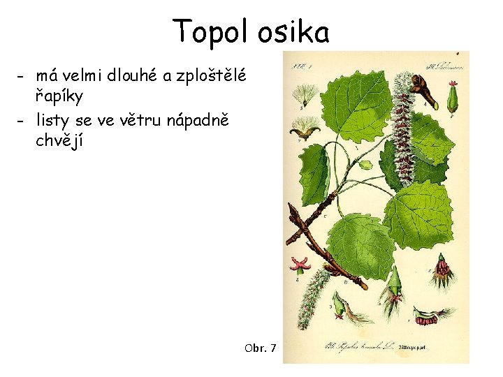 Topol osika - má velmi dlouhé a zploštělé řapíky - listy se ve větru Topol osika - má velmi dlouhé a zploštělé řapíky - listy se ve větru