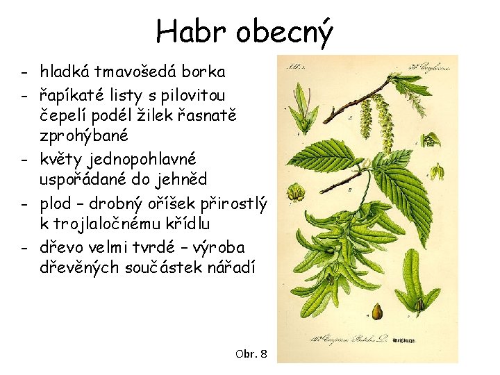 Habr obecný - hladká tmavošedá borka - řapíkaté listy s pilovitou čepelí podél žilek Habr obecný - hladká tmavošedá borka - řapíkaté listy s pilovitou čepelí podél žilek