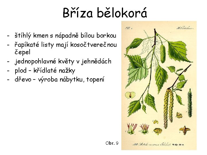 Bříza bělokorá - štíhlý kmen s nápadně bílou borkou - řapíkaté listy mají kosočtverečnou Bříza bělokorá - štíhlý kmen s nápadně bílou borkou - řapíkaté listy mají kosočtverečnou
