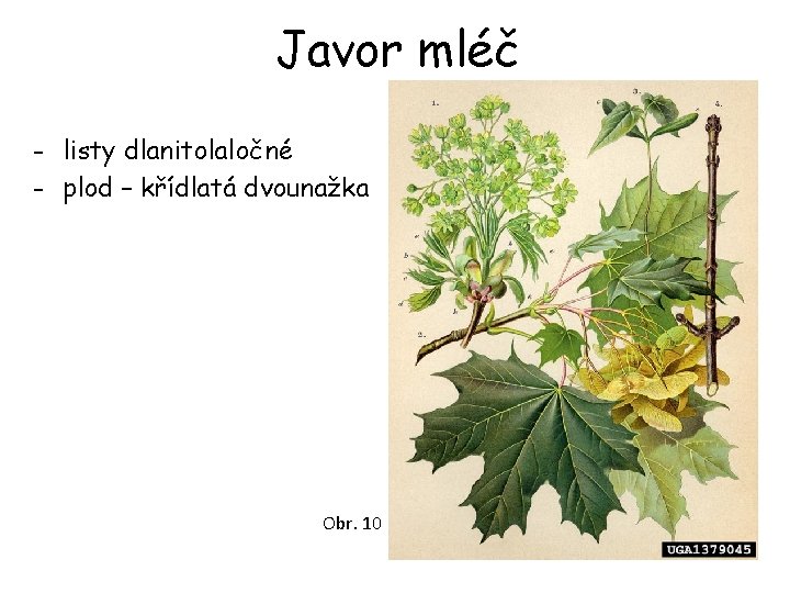 Javor mléč - listy dlanitolaločné - plod – křídlatá dvounažka Obr. 10 Javor mléč - listy dlanitolaločné - plod – křídlatá dvounažka Obr. 10