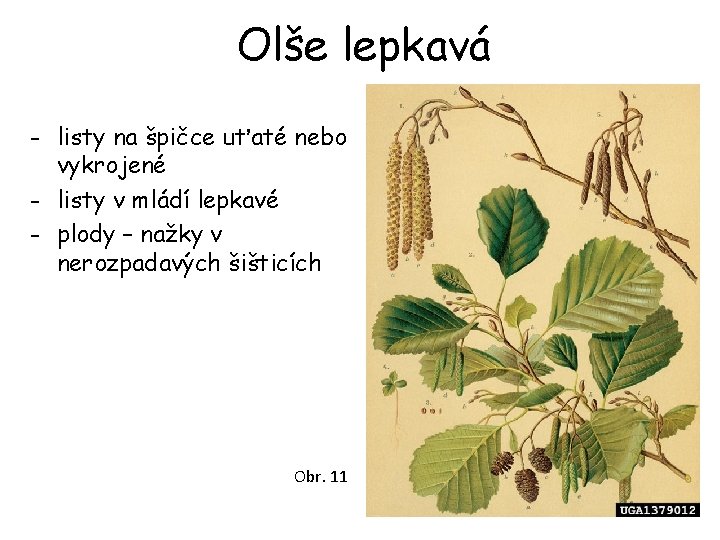 Olše lepkavá - listy na špičce uťaté nebo vykrojené - listy v mládí lepkavé Olše lepkavá - listy na špičce uťaté nebo vykrojené - listy v mládí lepkavé