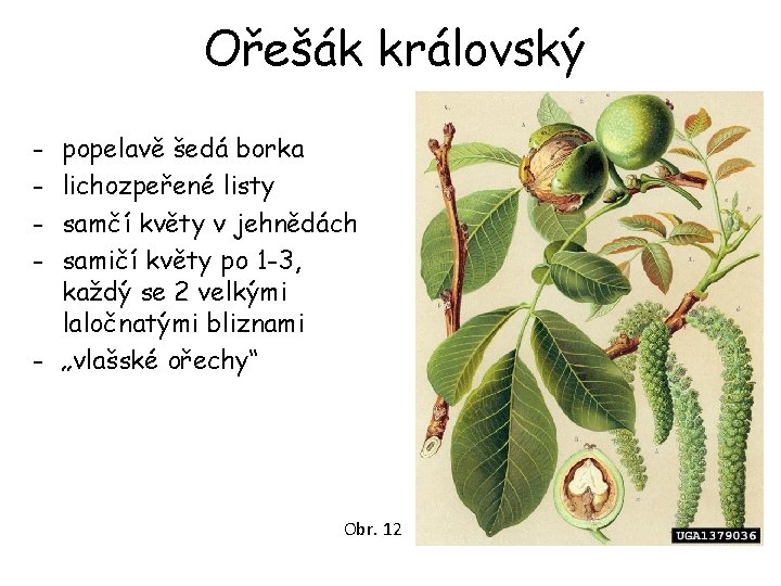 Ořešák královský - popelavě šedá borka lichozpeřené listy samčí květy v jehnědách samičí květy Ořešák královský - popelavě šedá borka lichozpeřené listy samčí květy v jehnědách samičí květy