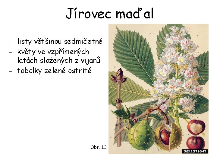 Jírovec maďal - listy většinou sedmičetné - květy ve vzpřímených latách složených z vijanů Jírovec maďal - listy většinou sedmičetné - květy ve vzpřímených latách složených z vijanů