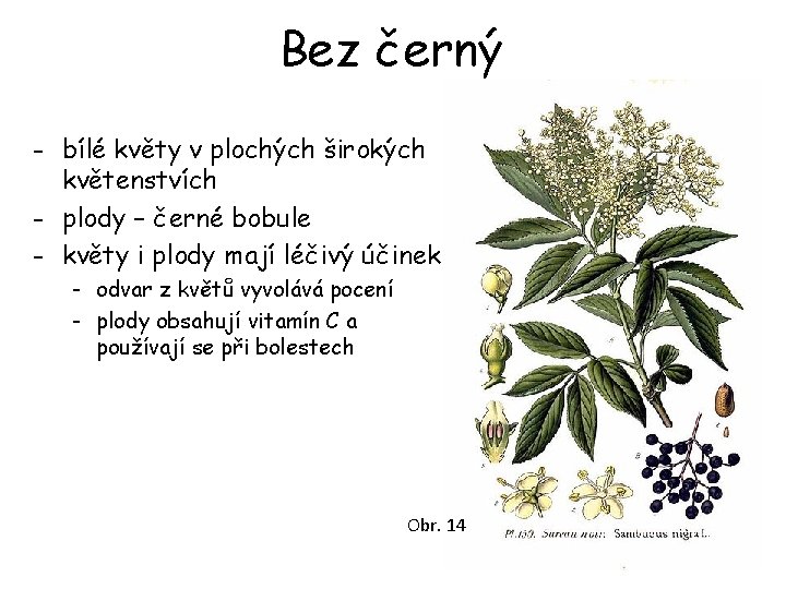 Bez černý - bílé květy v plochých širokých květenstvích - plody – černé bobule Bez černý - bílé květy v plochých širokých květenstvích - plody – černé bobule