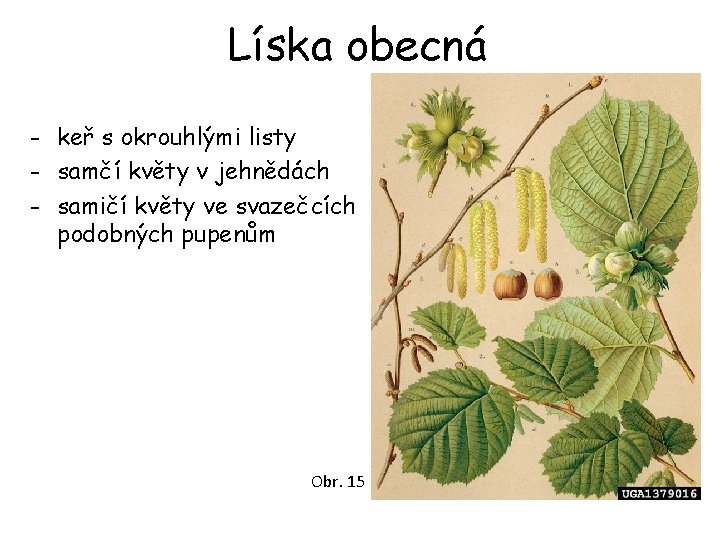 Líska obecná - keř s okrouhlými listy - samčí květy v jehnědách - samičí Líska obecná - keř s okrouhlými listy - samčí květy v jehnědách - samičí