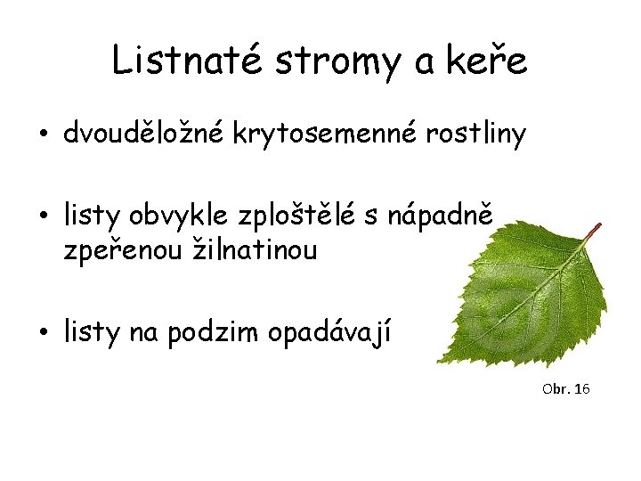 Listnaté stromy a keře • dvouděložné krytosemenné rostliny • listy obvykle zploštělé s nápadně Listnaté stromy a keře • dvouděložné krytosemenné rostliny • listy obvykle zploštělé s nápadně