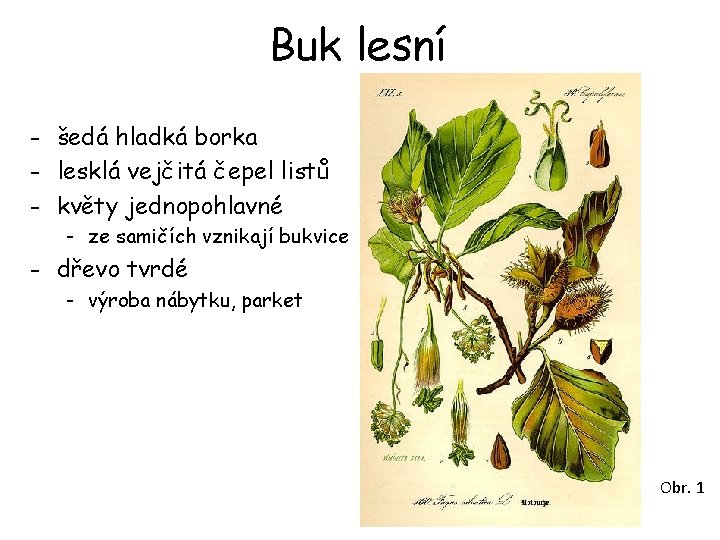 Buk lesní - šedá hladká borka - lesklá vejčitá čepel listů - květy jednopohlavné Buk lesní - šedá hladká borka - lesklá vejčitá čepel listů - květy jednopohlavné