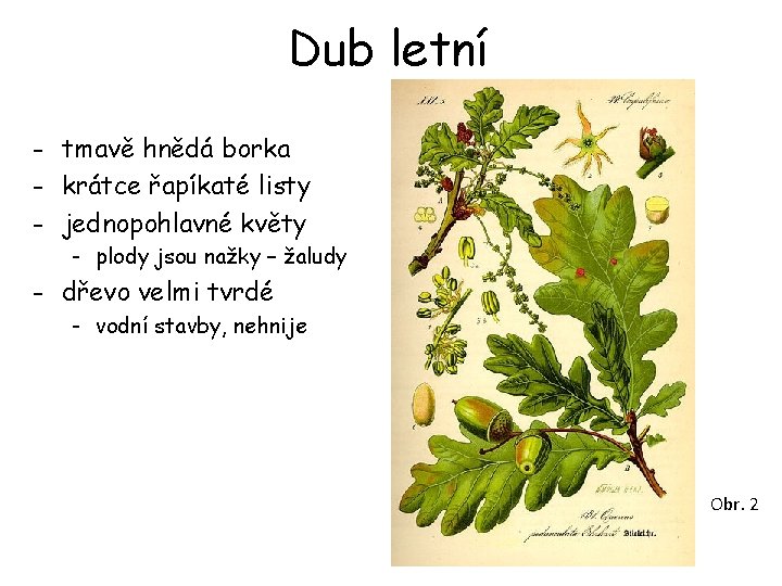 Dub letní - tmavě hnědá borka - krátce řapíkaté listy - jednopohlavné květy - Dub letní - tmavě hnědá borka - krátce řapíkaté listy - jednopohlavné květy -
