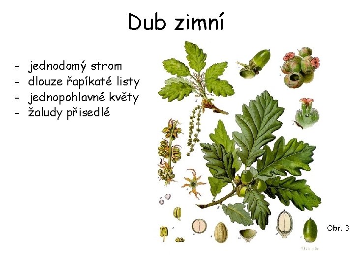 Dub zimní - jednodomý strom dlouze řapíkaté listy jednopohlavné květy žaludy přisedlé Obr. 3 Dub zimní - jednodomý strom dlouze řapíkaté listy jednopohlavné květy žaludy přisedlé Obr. 3