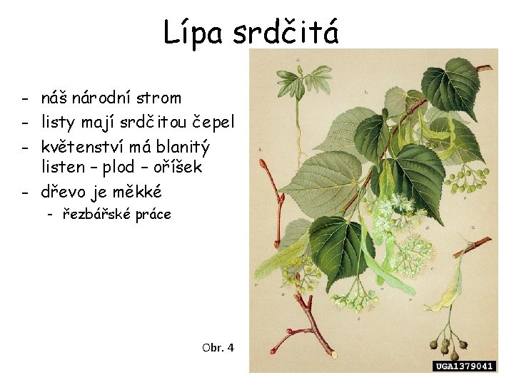 Lípa srdčitá - náš národní strom - listy mají srdčitou čepel - květenství má Lípa srdčitá - náš národní strom - listy mají srdčitou čepel - květenství má