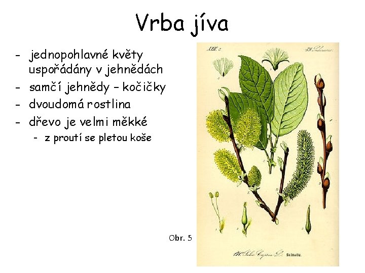 Vrba jíva - jednopohlavné květy uspořádány v jehnědách - samčí jehnědy – kočičky - Vrba jíva - jednopohlavné květy uspořádány v jehnědách - samčí jehnědy – kočičky -