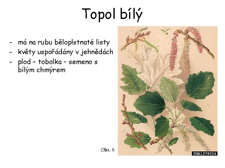 Topol bílý - má na rubu běloplstnaté listy - květy uspořádány v jehnědách - Topol bílý - má na rubu běloplstnaté listy - květy uspořádány v jehnědách -