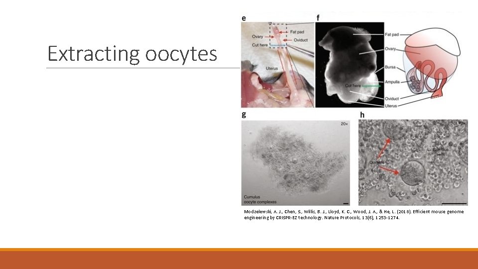Extracting oocytes Modzelewski, A. J. , Chen, S. , Willis, B. J. , Lloyd,