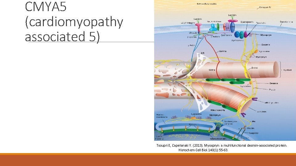 CMYA 5 (cardiomyopathy associated 5) Tsoupri E, Capetanaki Y. (2013). Μyospryn: a multifunctional desmin-associated