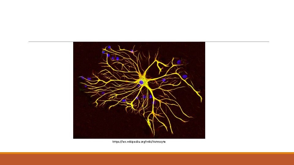 https: //en. wikipedia. org/wiki/Astrocyte 