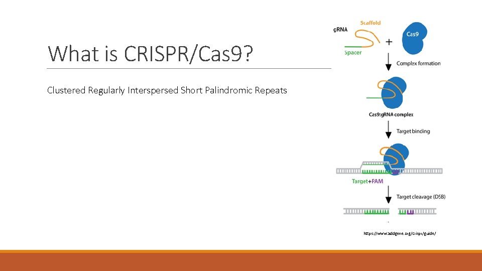 What is CRISPR/Cas 9? Clustered Regularly Interspersed Short Palindromic Repeats https: //www. addgene. org/crispr/guide/