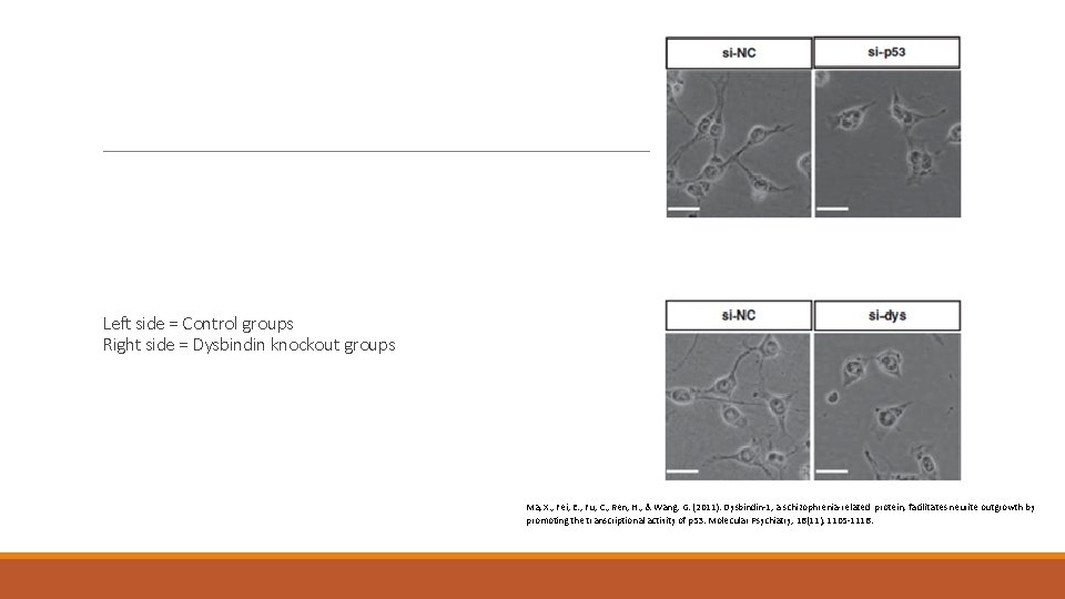 Left side = Control groups Right side = Dysbindin knockout groups Ma, X. ,