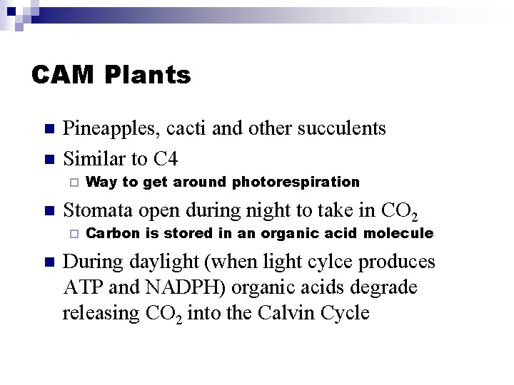 CAM Plants n n Pineapples, cacti and other succulents Similar to C 4 ¨